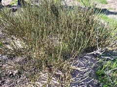 Ephedra californica