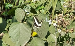 Heraclides hectorides