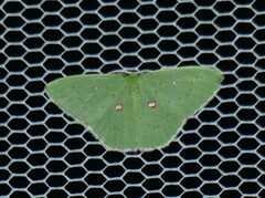 Comostola leucomerata