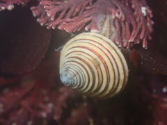 Calliostoma canaliculatum