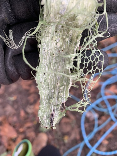 iNaturalist observation photo of lace lichen