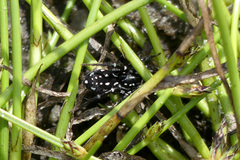 Nyssus albopunctatus