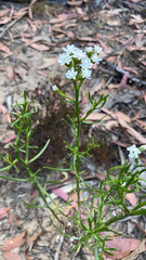 Ixodia achillaeoides