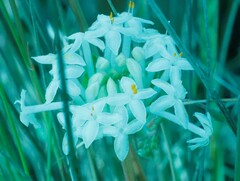 Pimelea linifolia