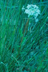 Pimelea linifolia