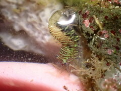 Heptacarpus pugettensis