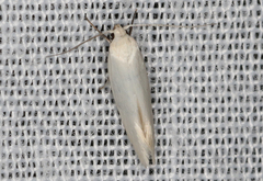 Xyloryctidae