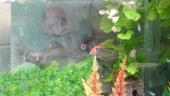 Trigonostigma heteromorpha