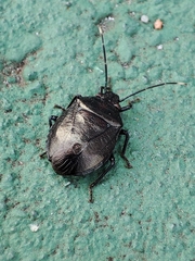 Antiteuchus
