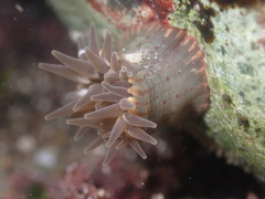 Anthopleura mariae