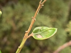 Monarthropalpus flavus
