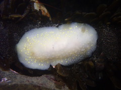 Cadlina modesta