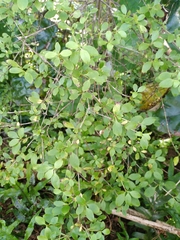 Coprosma foetidissima