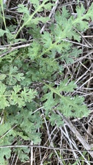 Phacelia