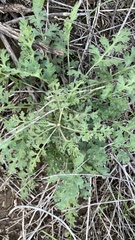 Phacelia