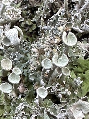 Cladonia chlorophaea