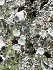 Cladonia chlorophaea