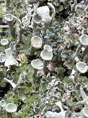 Cladonia chlorophaea