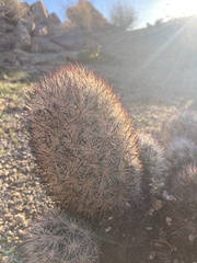 Escobaria alversonii