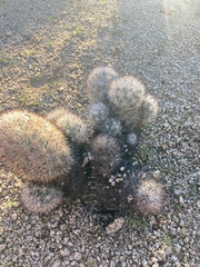 Escobaria alversonii