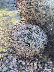 Escobaria alversonii