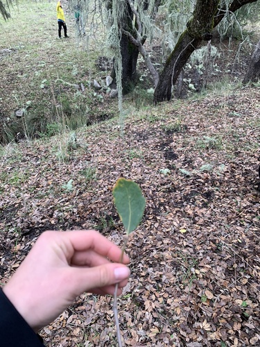 iNaturalist observation photo of blue oak