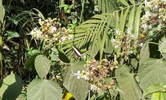 Heraclides hectorides