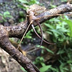 Corydalus flavicornis