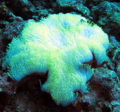 Heteractis magnifica