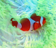 Amphiprion ocellaris