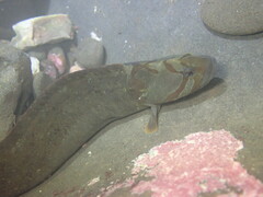 Cebidichthys violaceus