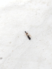Myrmarachnini