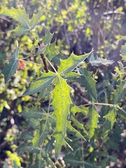 Berberis haematocarpa