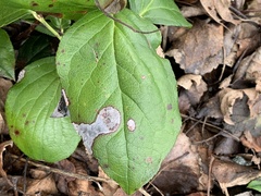 Cameraria gaultheriella