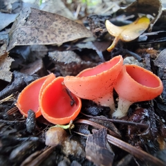 Sarcoscypha coccinea