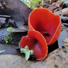 Sarcoscypha coccinea