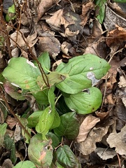 Cameraria gaultheriella