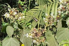 Heraclides hectorides