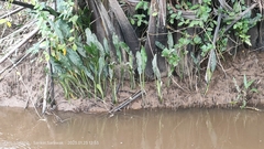 Cryptocoryne ciliata