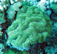Lobophyllia flabelliformis