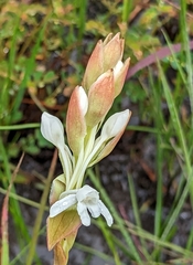 Satyrium buchananii image