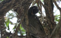 Bolemoreus frenatus