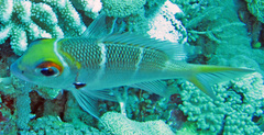 Monotaxis heterodon