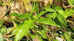 Syngonium angustatum