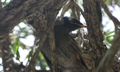Bolemoreus frenatus