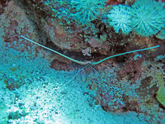 Panulirus versicolor