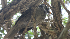 Bolemoreus frenatus
