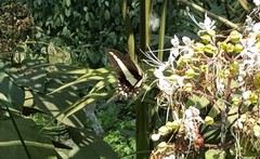 Heraclides hectorides