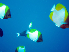 Hemitaurichthys polylepis