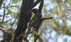 Bolemoreus frenatus